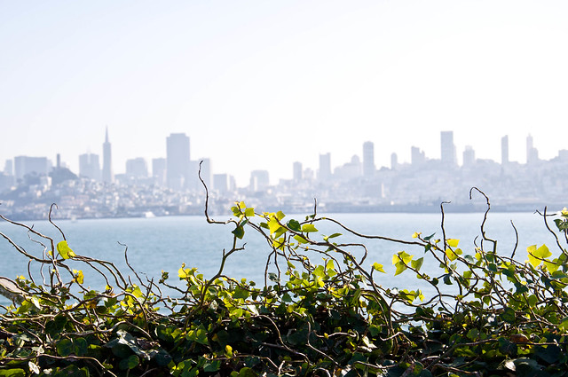 Vines on Alcatraz